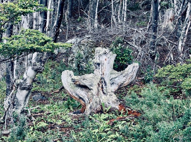 🇦🇷 Tierra del Fuego National Park, the place that made me fall in love with hiking completely!