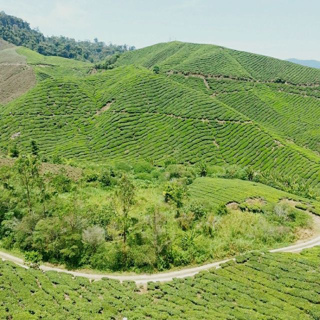 Cameron Highlands best cold place 🏞️