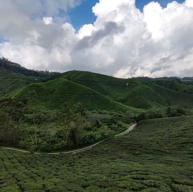 Tea Plantation at Cameron