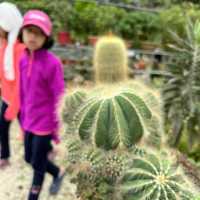 The best strawberry farm in Cameron Highland