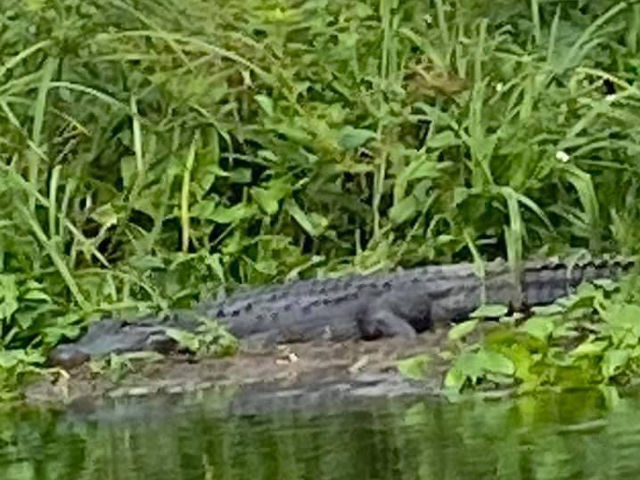 Kayaking in Gainesville- Seeing alligators🐊 