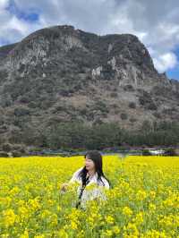 제주도의 대표 유채꽃밭 산방산🌼