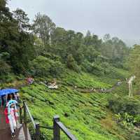 Cameron Highland Trip