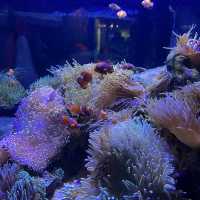 Fishy Fun at Melbourne Aquarium 