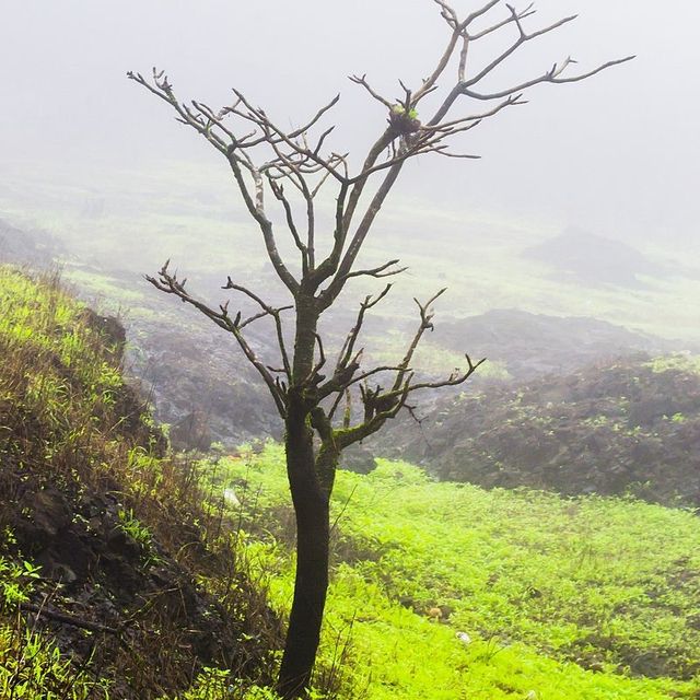 kodaikanal