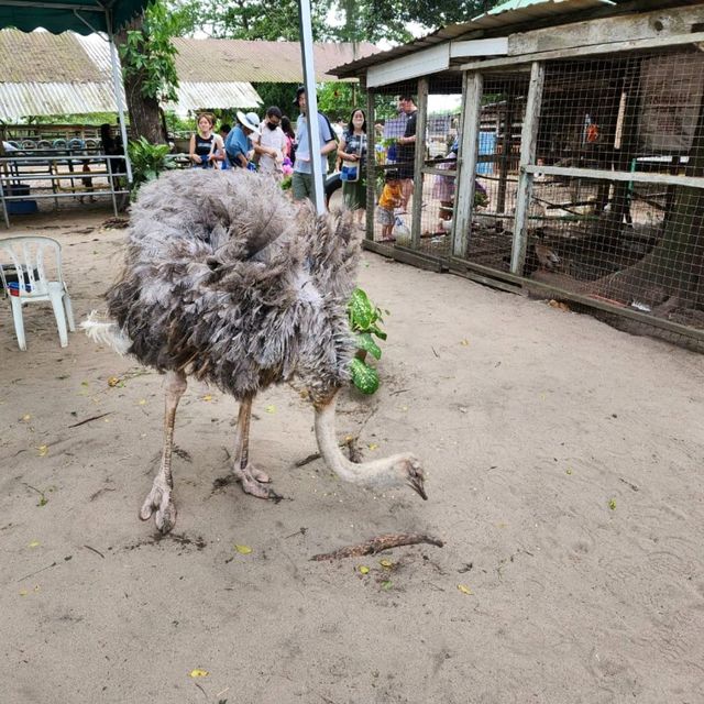 Desaru Ostrich Farm