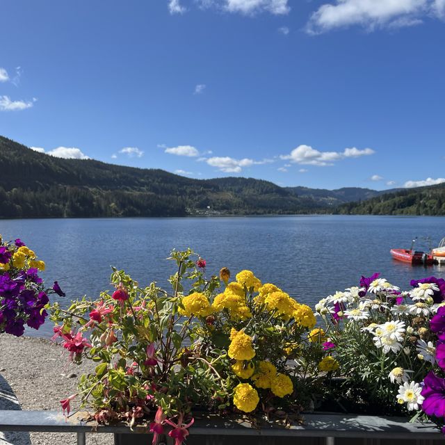 Titisee - ❤️lake and pine trees 🌲 🇩🇪