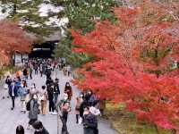 京都[紅葉めぐり]  南禅寺　三門の紅葉が絶景❗️