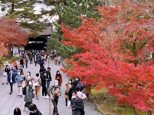 京都[紅葉めぐり]  南禅寺　三門の紅葉が絶景❗️