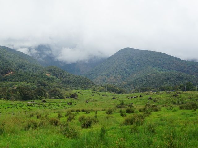 Desa Cattle Dairy Farm