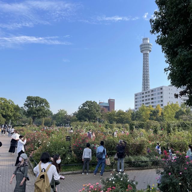 山下公園は秋バラの季節です！