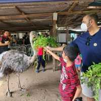 Desaru Ostrich Farm