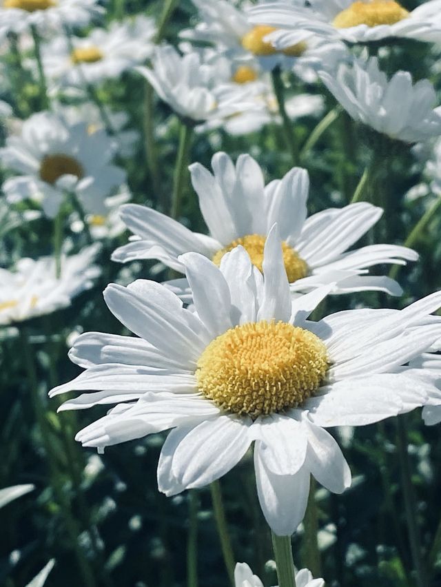 도시속의 힐링, 서울숲🌿