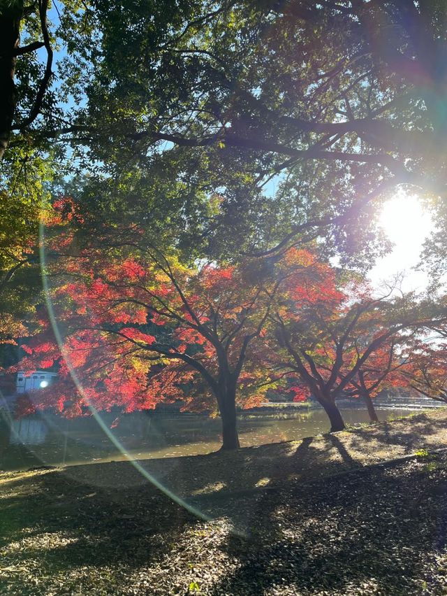 KodomonoKuni (こどもの国) 