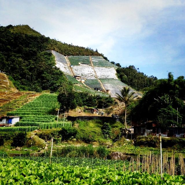 The Town Of Cameron Highlands