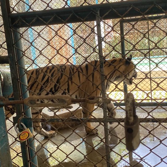 🇹🇭泰國芭提雅遊記  Tiger Park 近距離同老虎互動