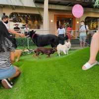 Recreational Park for Dog Owner in Jakarta