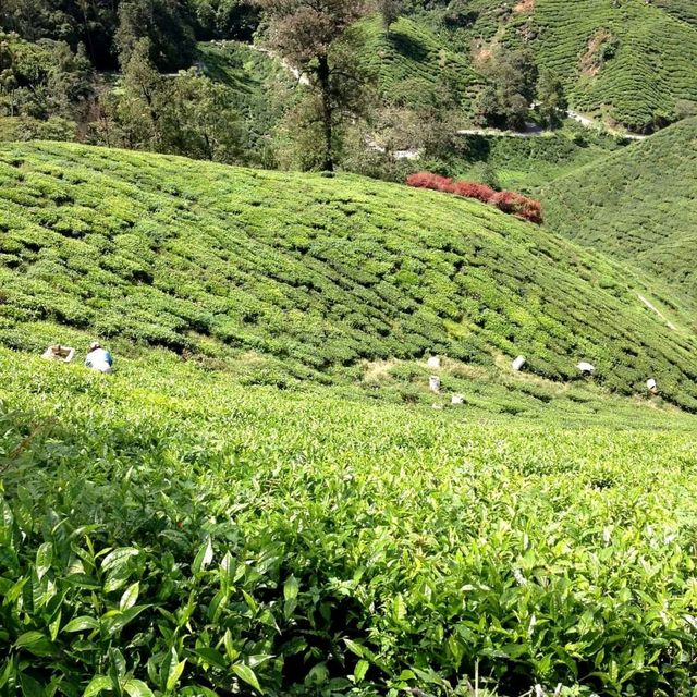 The Views Of Cameron Highland Malaysia