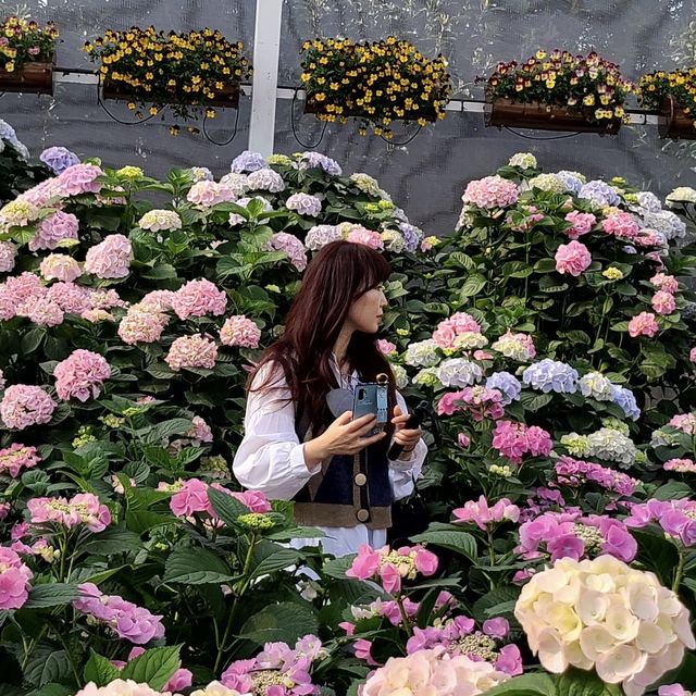 제주도에서 본 수국🌸🌼💐