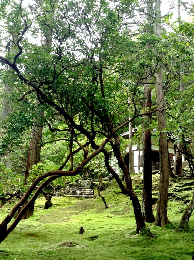 Saihoji Temple——Japan Kyoto