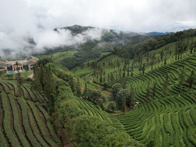 Dreaming in the tea fields of Pu’er 🍵 