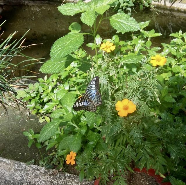 Penang Butterfly Park, Entopia