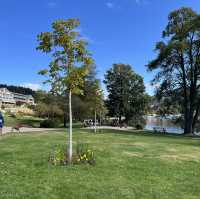 Titisee - ❤️lake and pine trees 🌲 🇩🇪