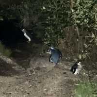 fairy penguins 