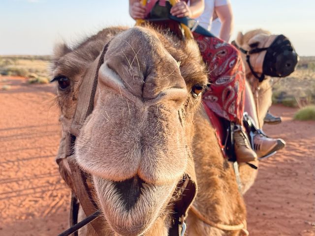 Sunset Camel Ride in Uluru ♥️