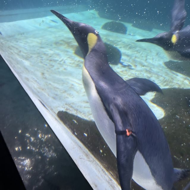 Fishy Fun at Melbourne Aquarium 