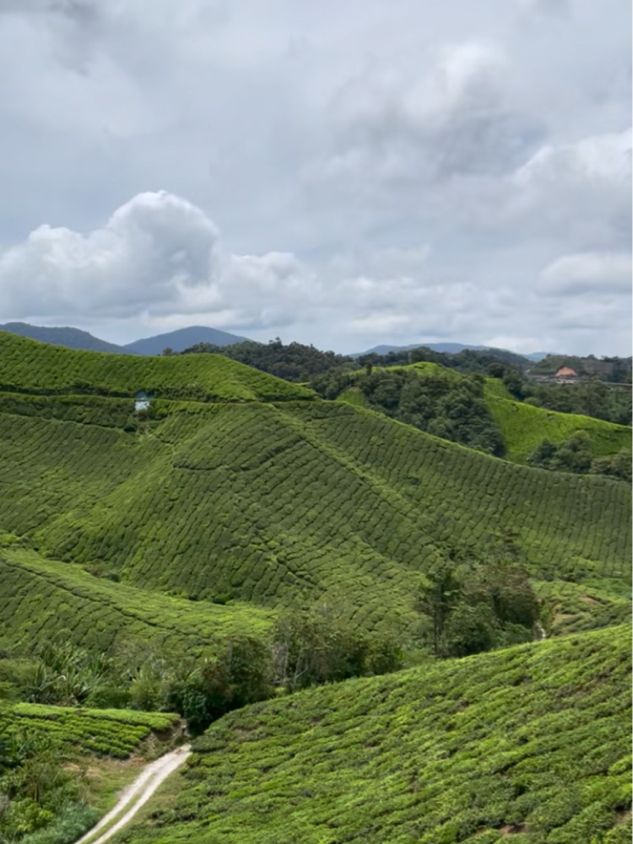 Tea time in the windy and cool breeze 