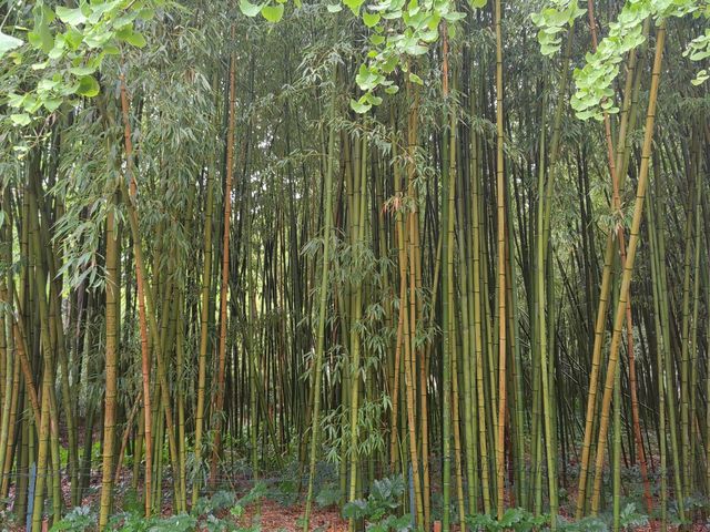 Visit Montpellier Botanical Garden.