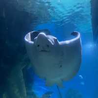 Fishy Fun at Melbourne Aquarium 