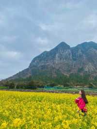 💛제주 산방산 :: 유채꽃 명소💛