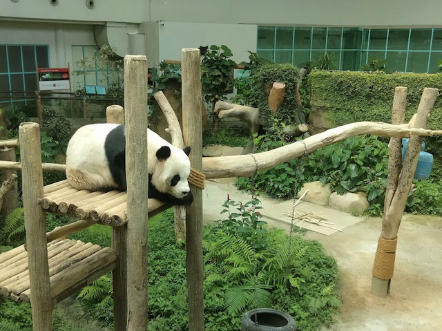 Zoo Negara, Malaysia