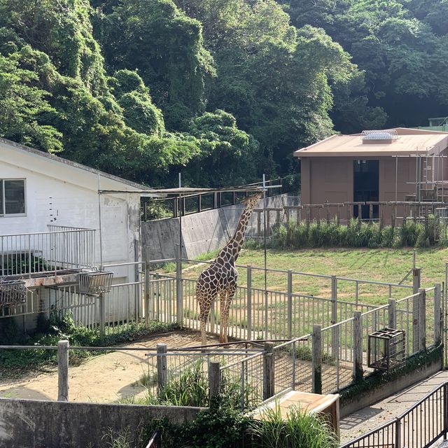 #全新園區 #騎馬體驗🐎 #沖繩兒童王國