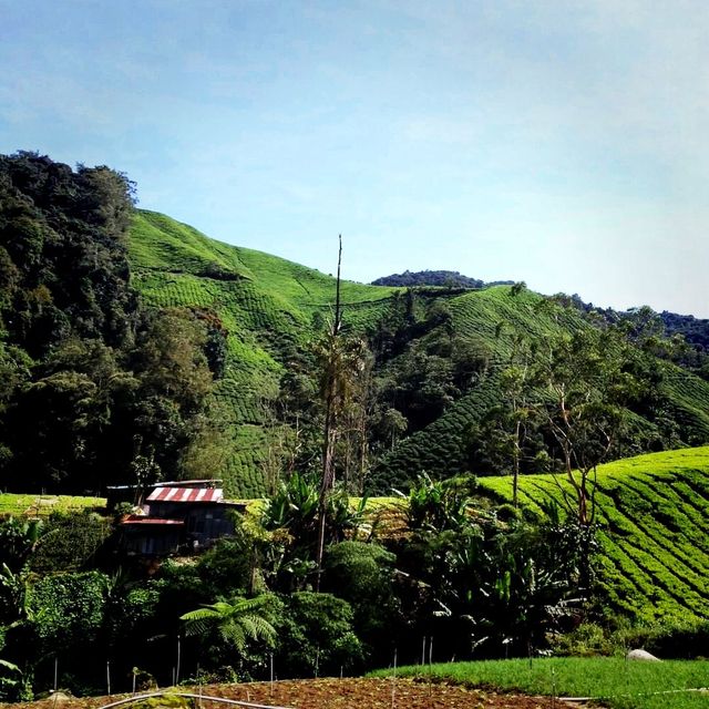 The Town Of Cameron Highlands