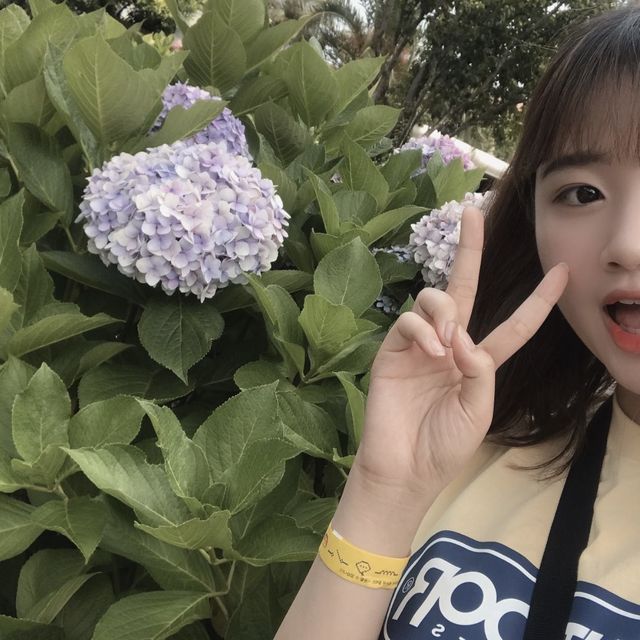 제주도에서 본 수국🌸🌼💐