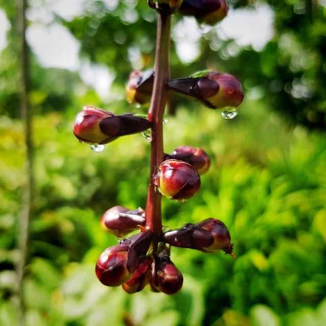 Up Close And Personal At Jurong Lake Gardens