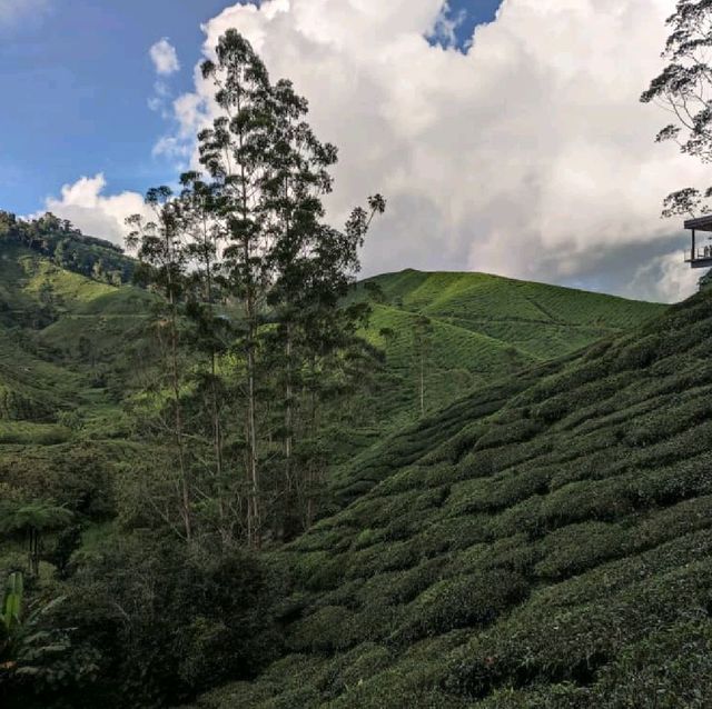 Tea Plantation at Cameron