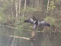 Kayaking in Gainesville- Seeing alligators🐊 