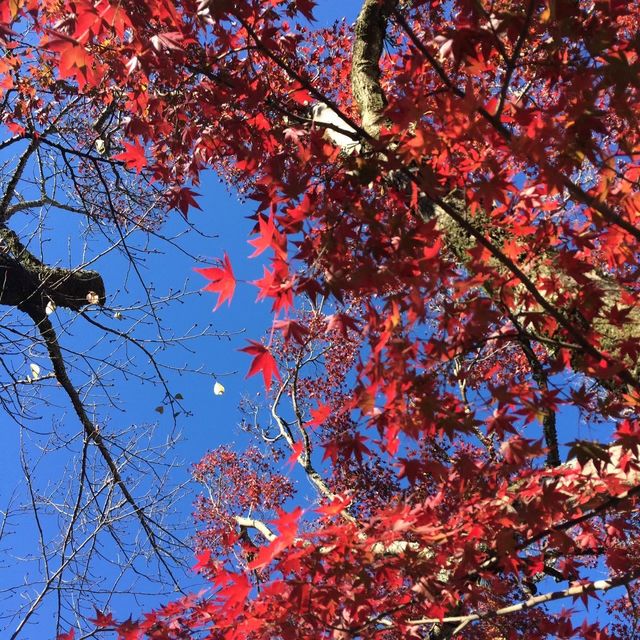 ~ Shuzenji in Autumn 