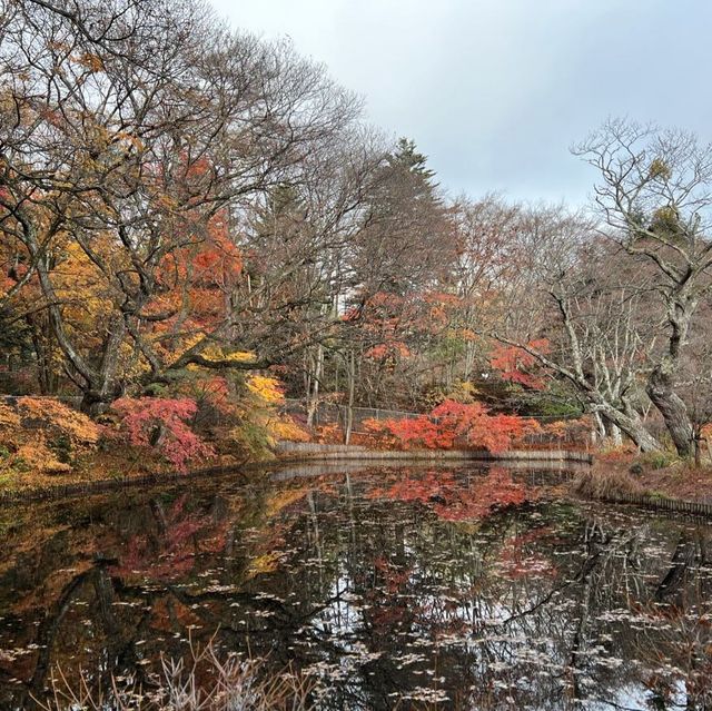 輕井澤 雲場池 紅葉尾季🍁