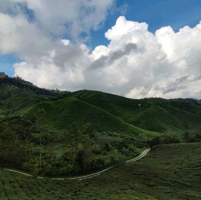 Tea Plantation at Cameron