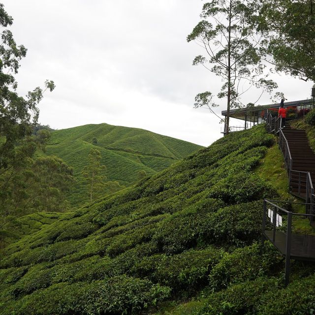 Boh Tea Centre