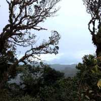 The Nature Reserve, Mossy Forest