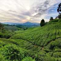 Picturesque café at Tea Plantation 🍃☕