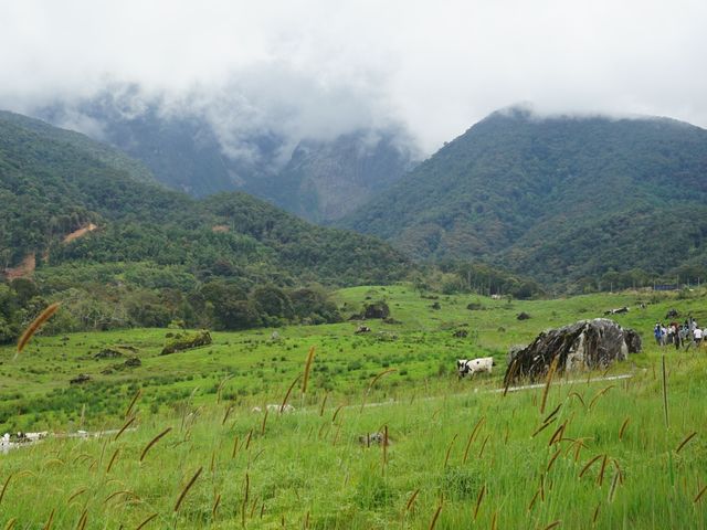 Desa Cattle Dairy Farm