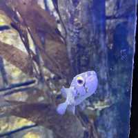 Fishy Fun at Melbourne Aquarium 