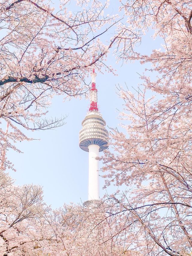 [서울] 서울에서 벚꽃이 만개한 모습! (현재 아님)